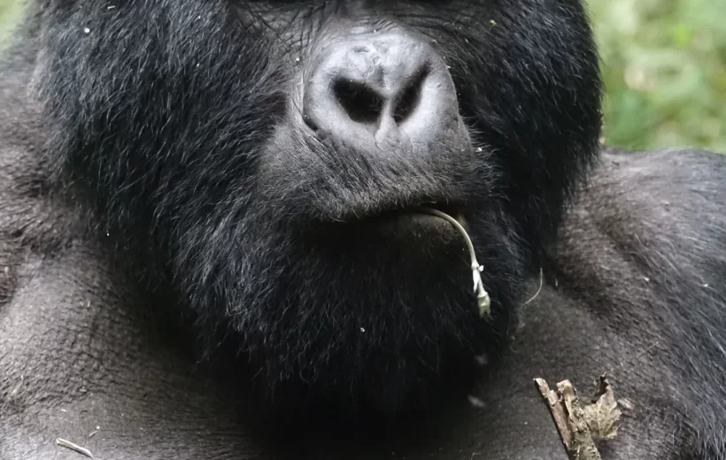 7 Day Uganda Gorillas, Chimpanzees & Wildlife Safari