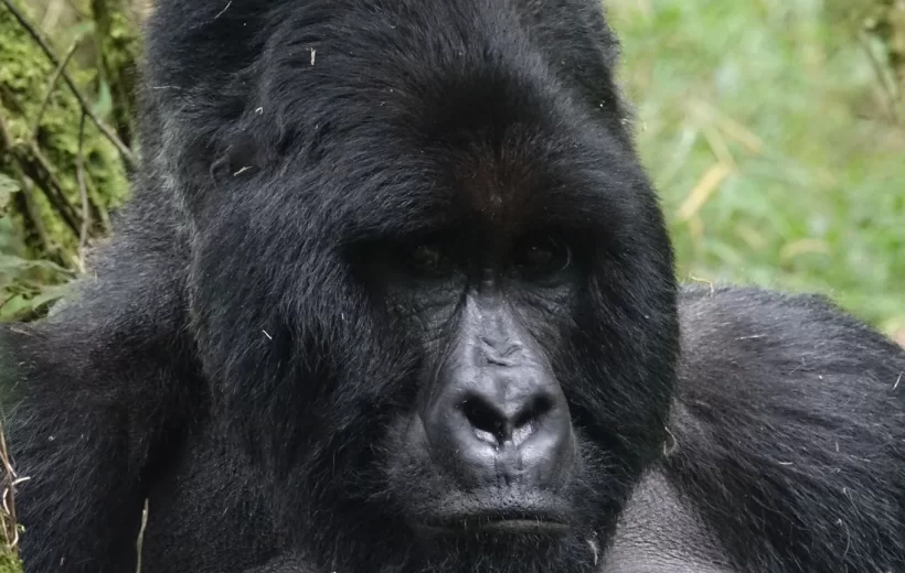 3 Day Rwanda Gorilla & Golden Monkey Trekking Volcanoes NP