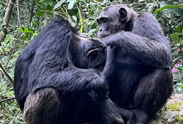 4 Day Uganda Gorilla & Chimpanzee Trekking Safari