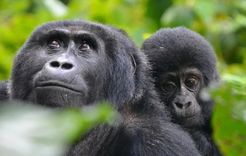 2 Day Uganda Gorilla Trekking Trip from Kigali, Rwanda
