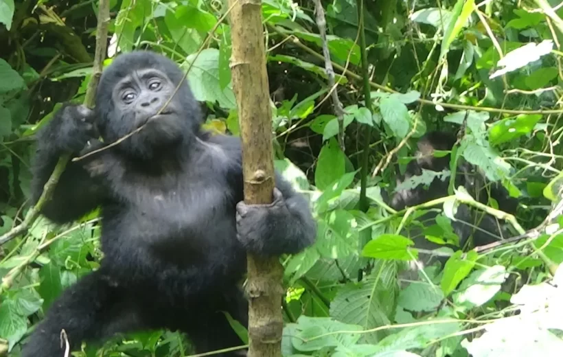 2 Day Rwanda Volcanoes NP Gorilla Trekking Trip