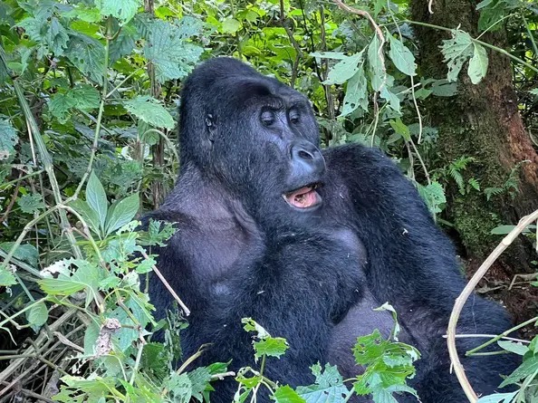 6 Day Rwanda Congo (DRC) Chimpanzee & Lowland Gorilla Trekking