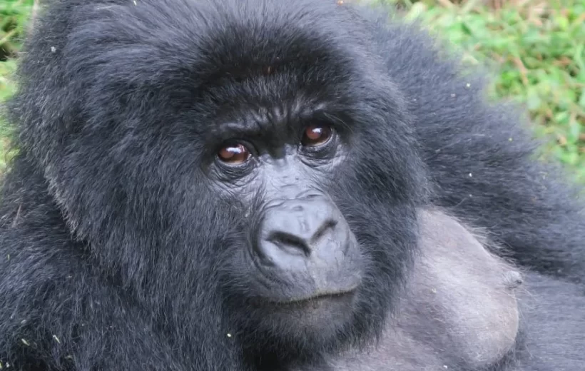 6 Day Rwanda Gorilla & Chimpanzee Trekking Trip