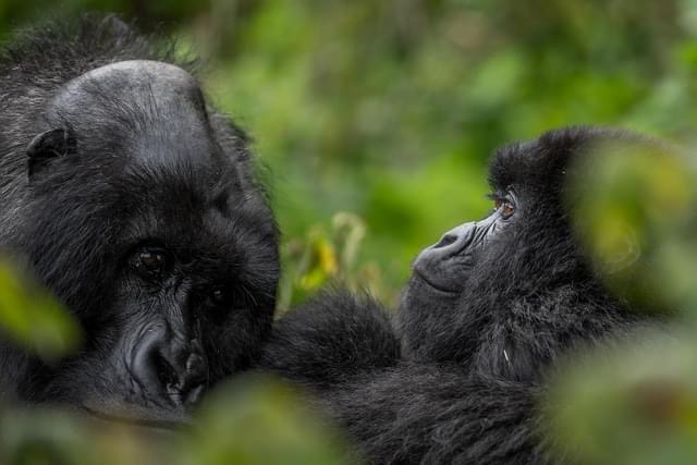 7 Day Rwanda Uganda Gorilla Trekking & Wildlife Tour