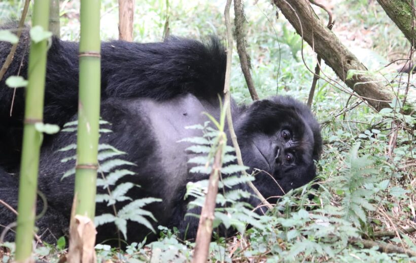 9 Day Uganda Gorilla Trekking & wildlife Tour Experience