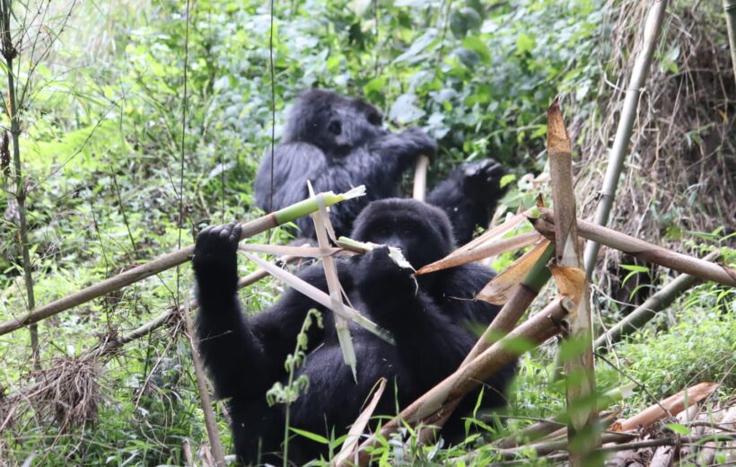 5 Day Lake Mburo NP wildlife Tour & Gorilla Trekking Trip