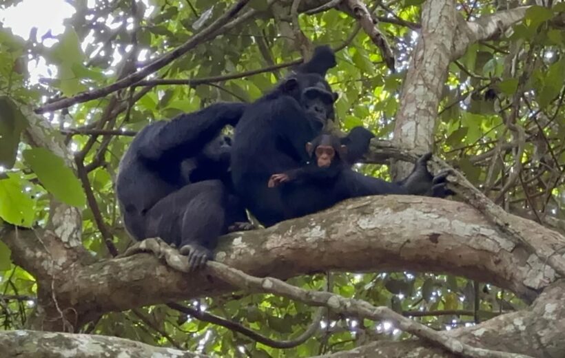 1 Day Chimpanzee Trekking Kalinzu Forest Reserve