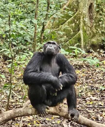 4 Day Chimpanzee Trekking & Sempaya Hot Springs Trip