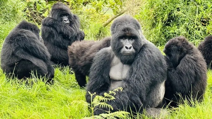 14 Day Congo (DRC), Rwanda, Uganda Gorilla Trekking & Wildlife safari