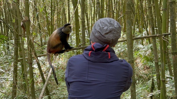 1 Day Golden Monkey Trekking, Mgahinga Gorilla National Park