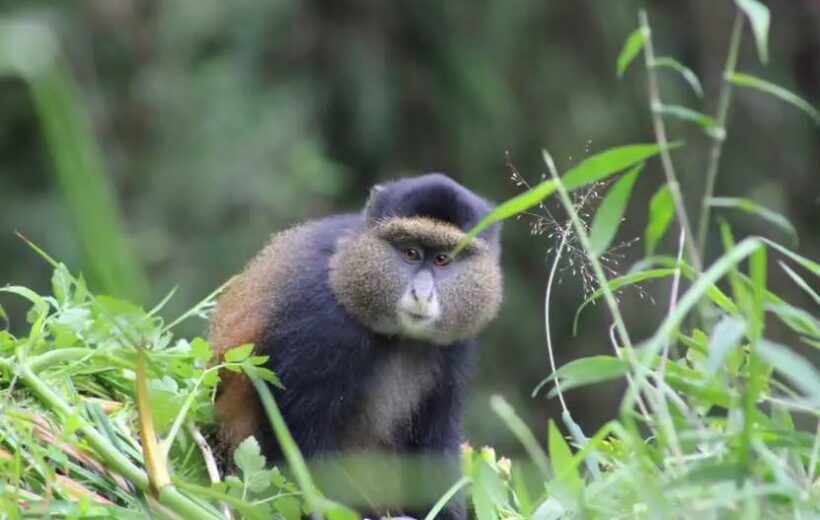 1 Day Golden Monkey Trekking Trip Mgahinga Gorilla NP