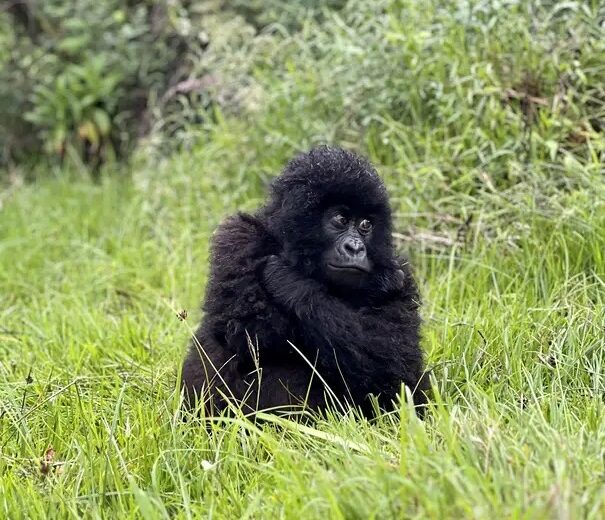9 Day Gorillas, Wildlife & Rwenzori Mountain Climbing, Hiking & Trekking