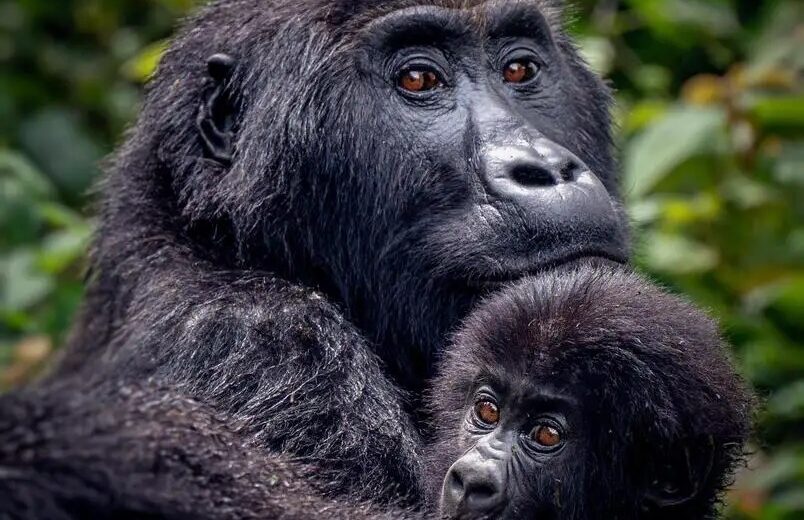 7 Day Mountain & Lowland Gorilla Trekking Rwanda & Congo (DRC)
