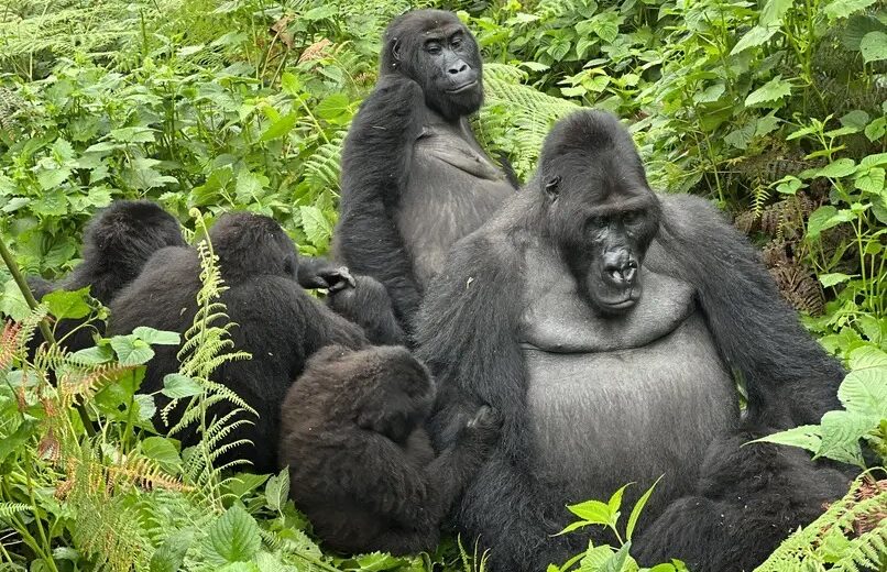5 Day Congo (DRC) lowland gorilla trekking from Burundi