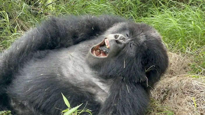 4 Day Rwanda Uganda Gorilla Trekking Tour Experience