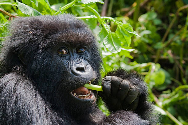 1 Day Uganda Gorilla Trip from Kigali, Rwanda
