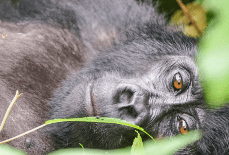 4 Day Congo (DRC) Gorilla Trekking & Nyiragongo Hiking