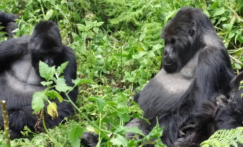9 Day Eastern Gorilla Trekking Congo (DRC), Rwanda & Uganda