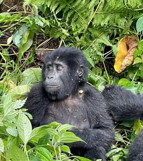 1 Day Gorilla Trekking Trip Bwindi Impenetrable NP