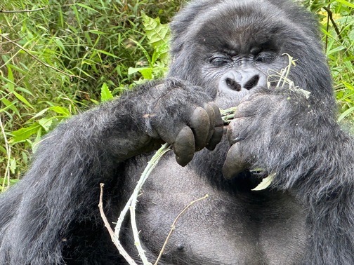 1 Day Gorilla Trekking Trip, Bwindi Impenetrable National Park