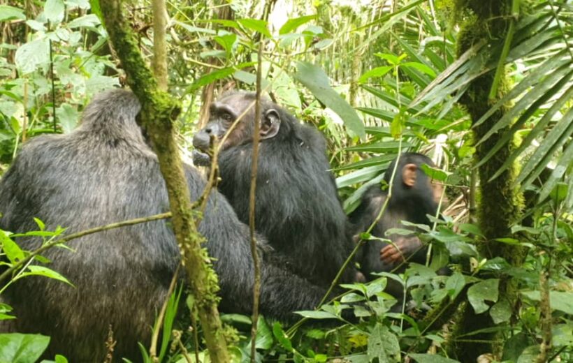 2 Day Uganda Chimpanzee & Rhino Tracking Experience
