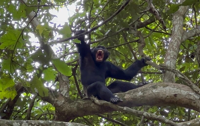 1 Day Chimpanzee  Trekking Tour Experience Budongo Forest