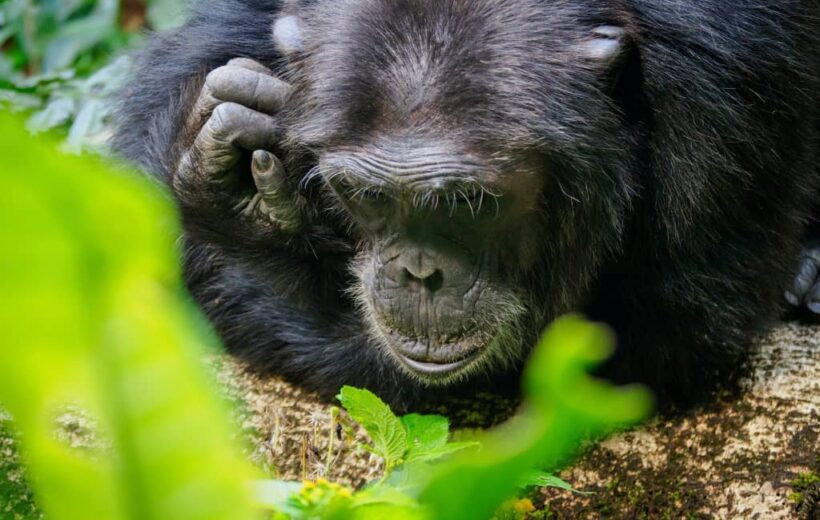 1 Day Chimpanzee  Trekking Tour Experience Budongo Forest