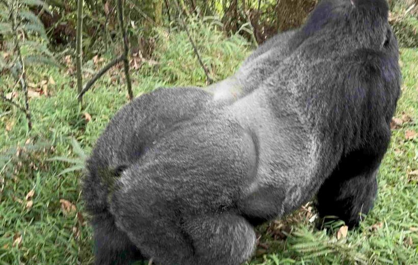 16 Day Uganda Rwanda Burundi Safari & Culture Expedition